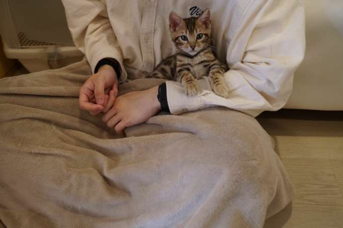 「猫カフェCat tail」の猫たち