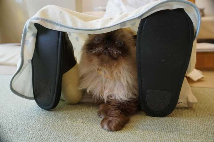 「猫カフェCat tail」の猫たち