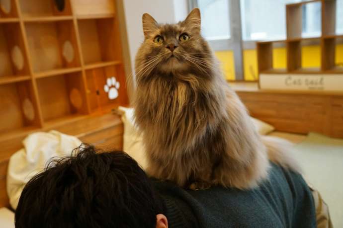 「猫カフェCat tail」の猫たち