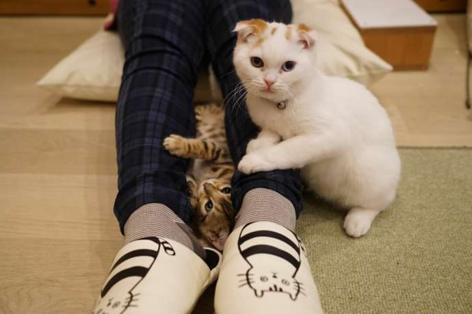 「猫カフェCat tail」の猫たち