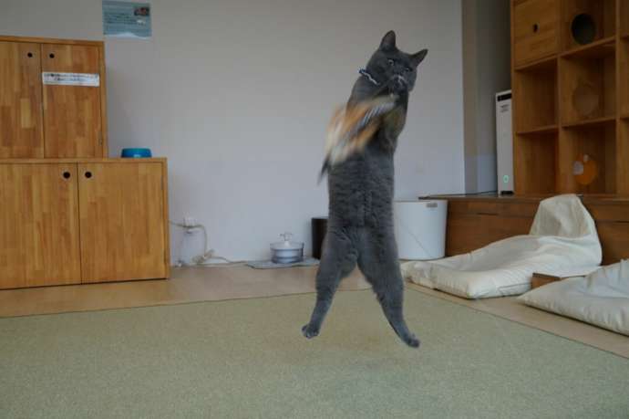 「猫カフェCat tail」の猫たち