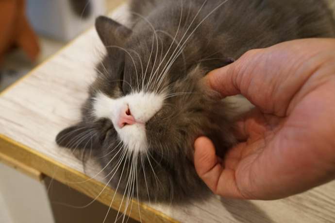 「猫カフェCat tail」の猫たち