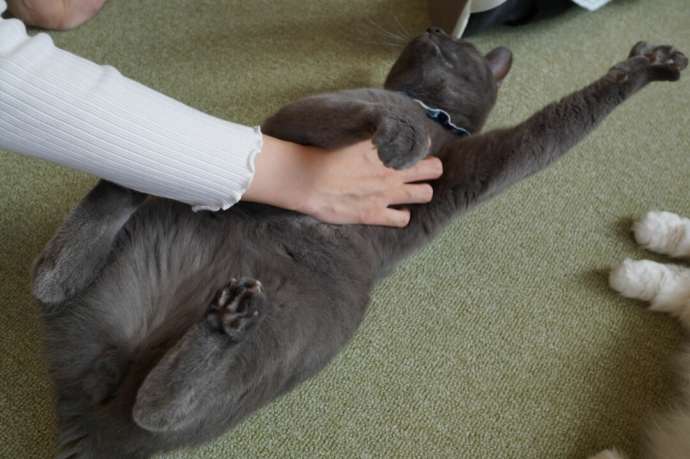 「猫カフェCat tail」の猫たち