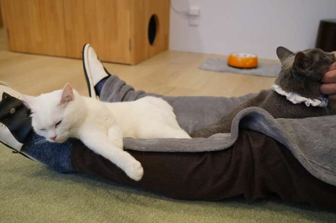 「猫カフェCat tail」の猫たち