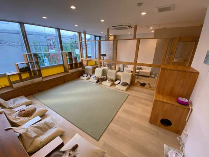 「猫カフェCat tail」の店内風景