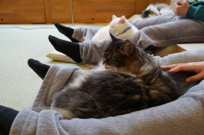 「猫カフェCat tail」の猫たち