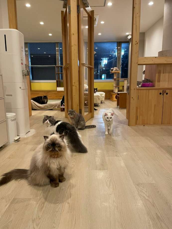「猫カフェCat tail」の内観