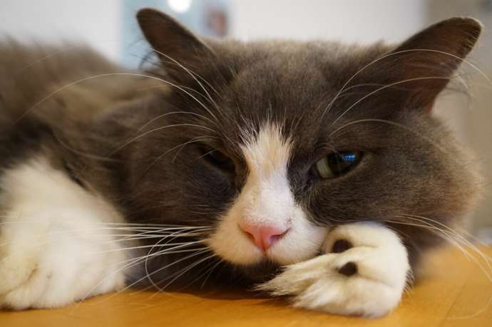 「猫カフェCat tail」の猫たち