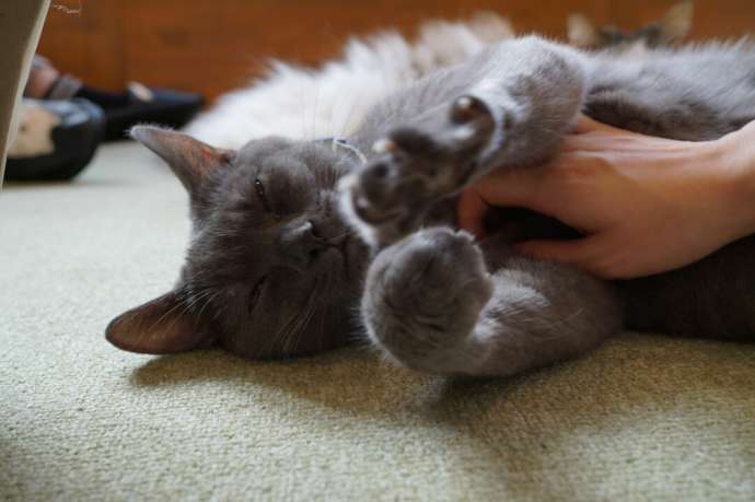 「猫カフェCat tail」の猫たち