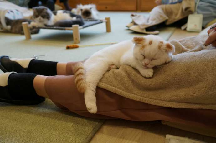 「猫カフェCat tail」の猫たち
