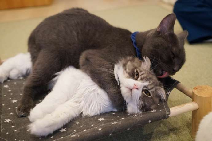 「猫カフェCat tail」の猫たち