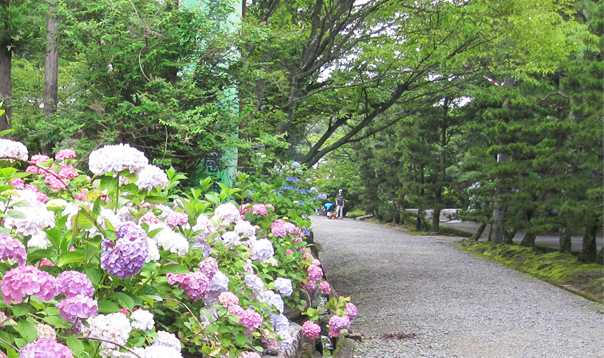 長弓寺参道脇のあじさい