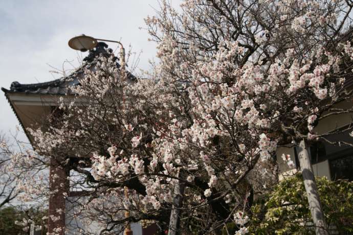 大満寺の境内に咲き誇る桜の花