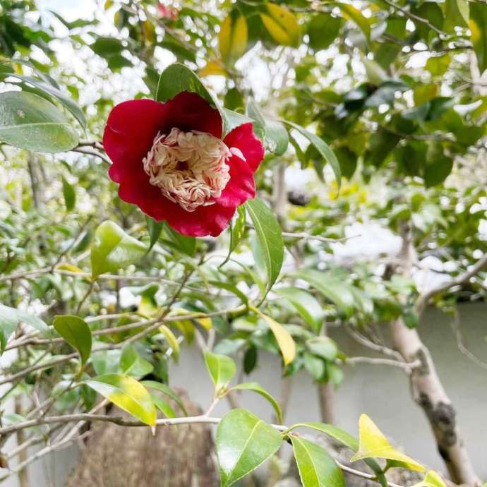 大仙院の椿
