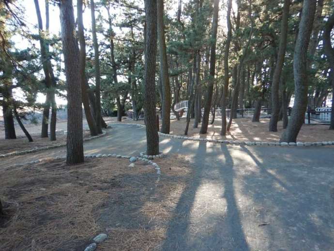 ディスカバリーパーク焼津天文科学館付近にある松林の遊歩道