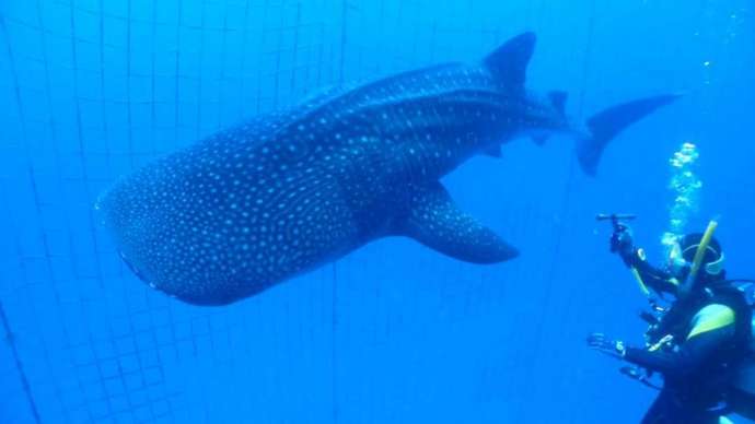 DiveAwardのFUNダイビングでジンベエザメと泳ぐダイバー
