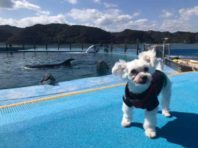 ドルフィンリゾートでイルカと一緒に写真に納まる小型犬