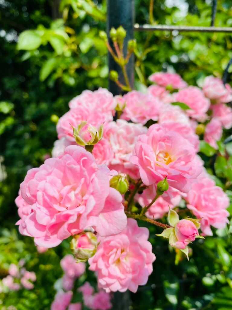 杜のガーデンテラス内に咲くピンクの花