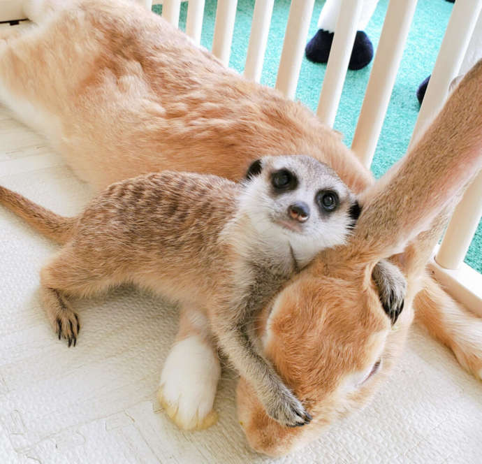 ミーアキャットとウサギの写真