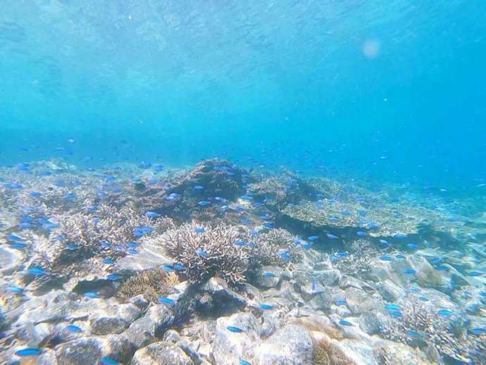EBダイバーズのアクティビティで見られる青い魚の群れ