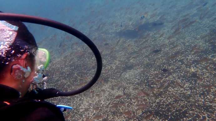 EBダイバーズの体験ダイビングで見られる海中の光景
