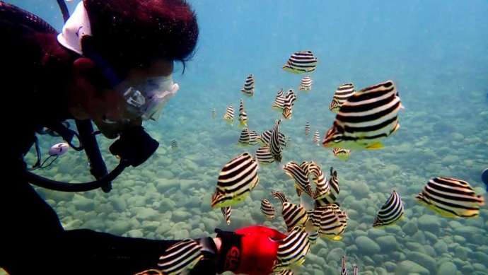 EBダイバーズの体験ダイビングで魚と触れ合っている様子