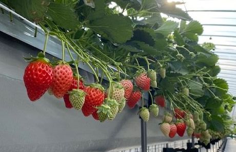 江間いちご狩りセンターで行っている高設栽培