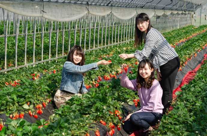 江間いちご狩りセンターのいちご狩りを楽しむ3人の女性