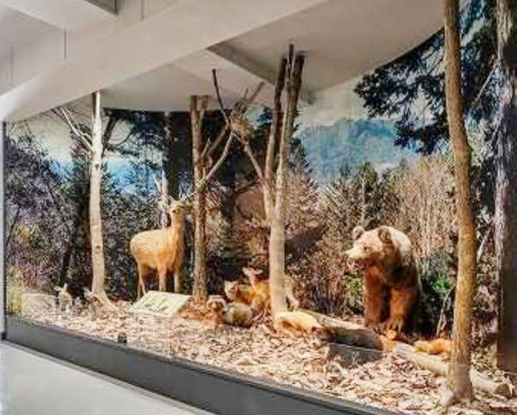 「富良野市博物館」内部の常設展示室の様子(野生動物の剥製)