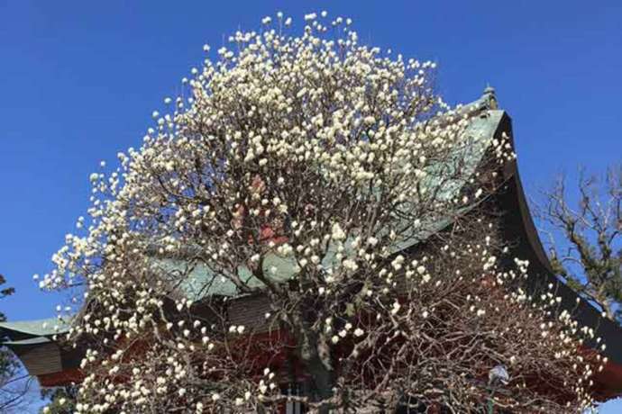 「紅龍山 布施弁天 東海寺」の本堂外観と開花した白木蓮(3月)