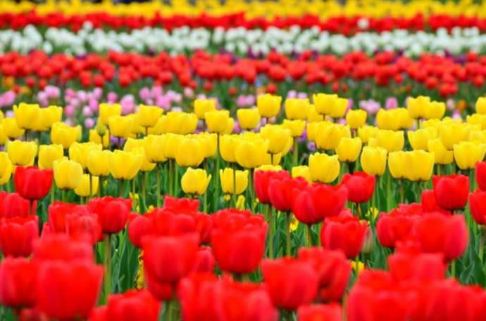 「紅龍山 布施弁天 東海寺」に隣接する「あけぼの山農業公園」の花畑で開花するチューリップ(その1)