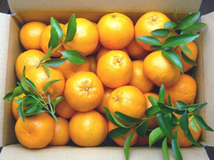 静岡県賀茂郡にある「ふたつぼり」から宅配されたみかん