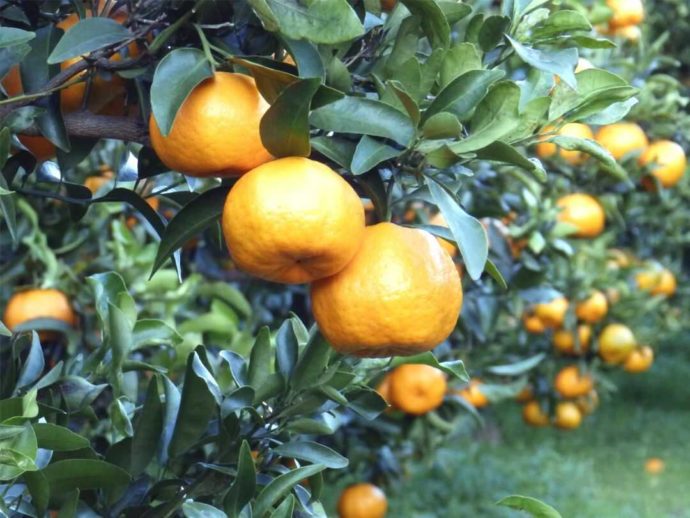 静岡県賀茂郡にある「ふたつぼり」で栽培されているぽんかん