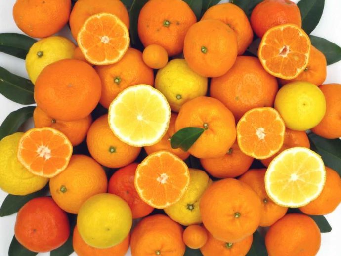 静岡県賀茂郡にある「ふたつぼり」で収穫できる様々な品種のみかんとオレンジ