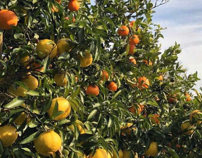 静岡県賀茂郡にある「ふたつぼり」のオレンジの木