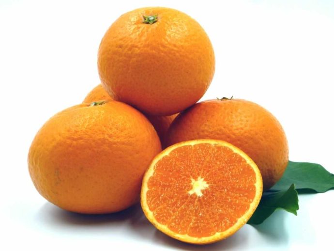 静岡県賀茂郡にある「ふたつぼり」で収穫した清見