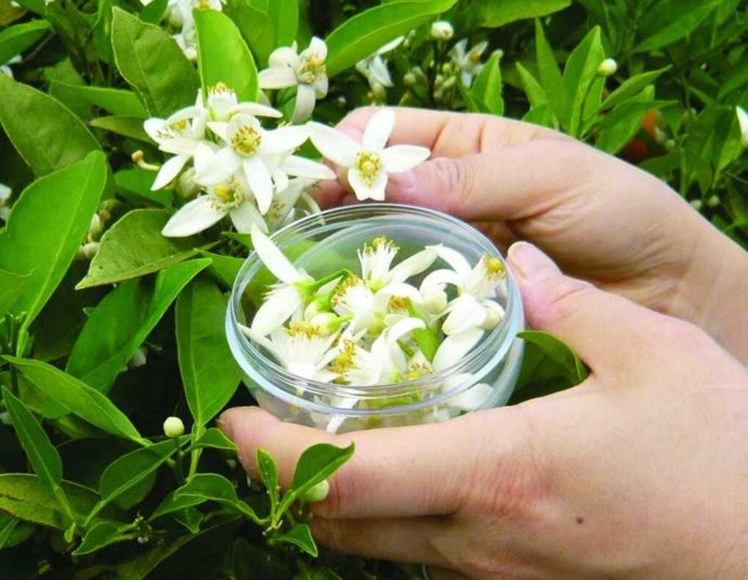 静岡県賀茂郡にある「ふたつぼり」での花摘み体験の様子