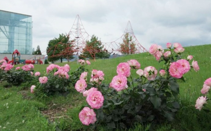 5月から6月にかけてのフォトスポットであるバラ園の様子