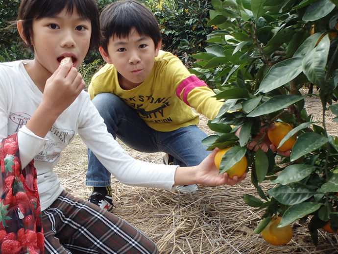 愛知県知多郡にある南知多グリーンバレイでの味覚狩りの様子