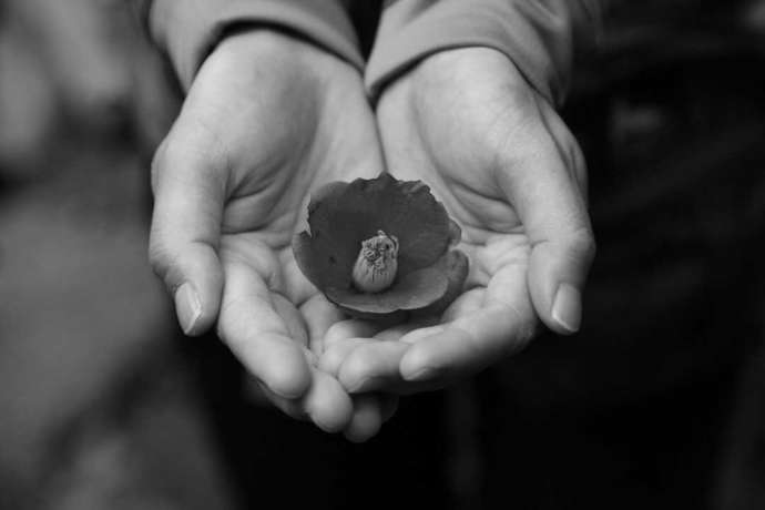 お花を両手で持っているイメージ画像
