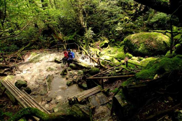 屋久島の苔に囲まれ笑顔を見せるGREEN MOUNTのツアー参加者