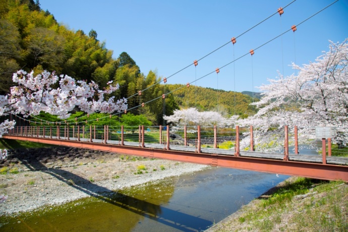 「道の駅 玉露の里」の敷地内を流れる朝比奈川沿いのお散歩コース(春)