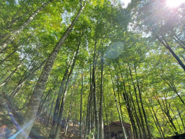 八東ふる里の森の敷地内の森の様子