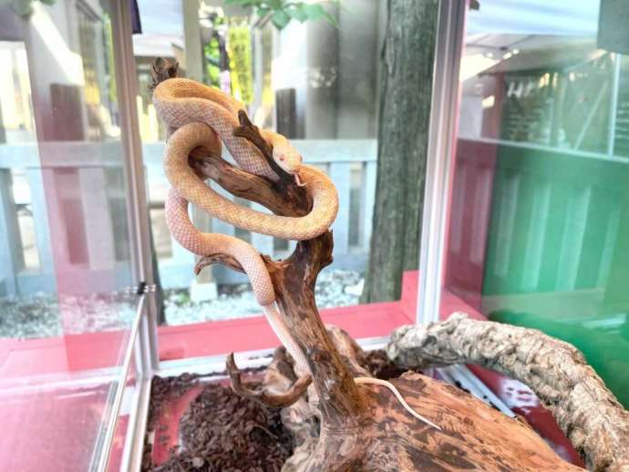 「蛇窪神社」境内の観覧所で出会える白蛇の「ミー君」（オス）