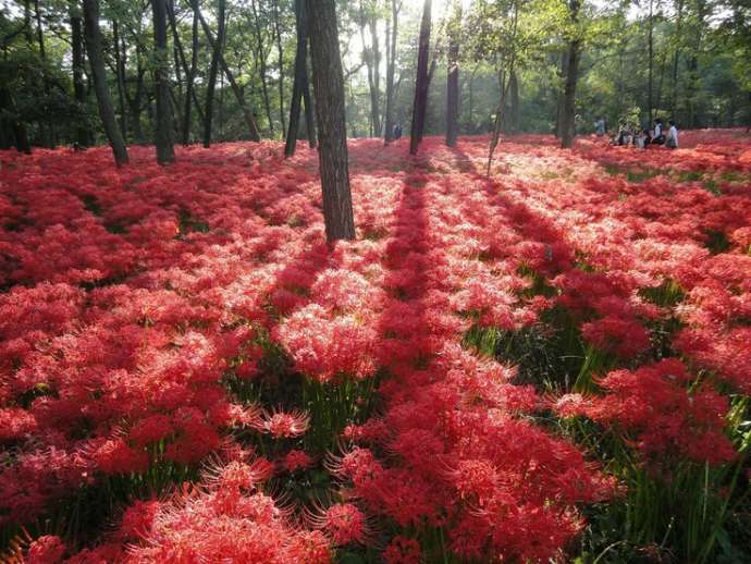 巾着田曼珠沙華公園内の曼珠沙華の風景
