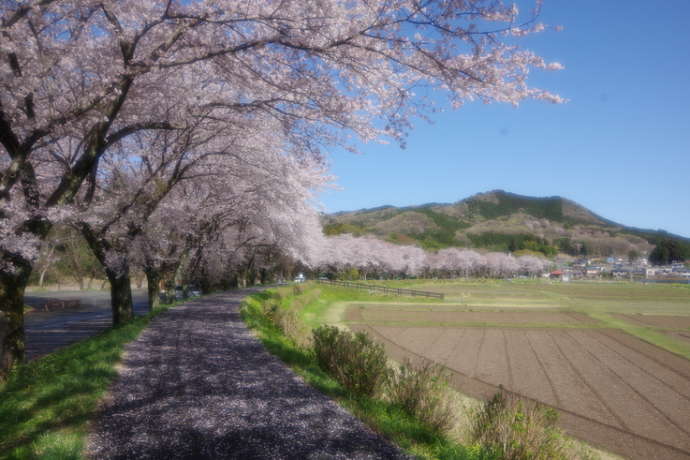 巾着田曼珠沙華公園内の桜並木