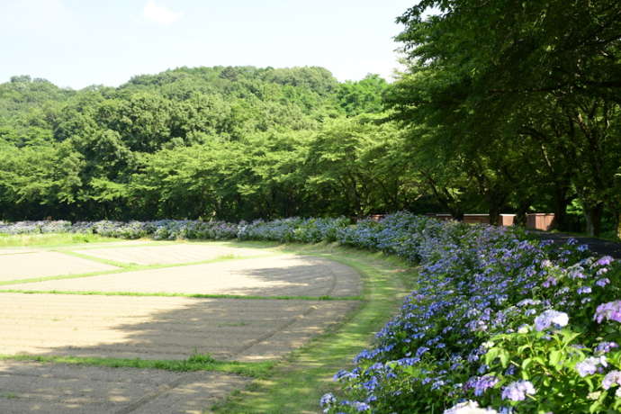 巾着田曼珠沙華公園内のガクアジサイ