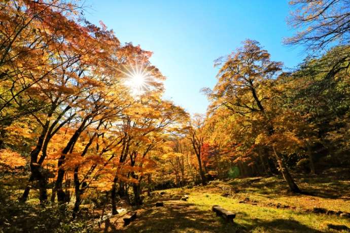 「こもれび広場」の紅葉