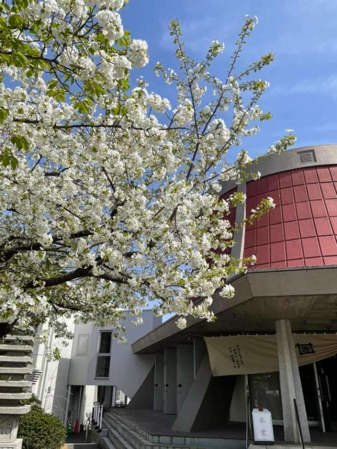本立寺の大島桜の様子