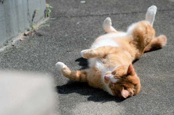 本立寺境内の猫